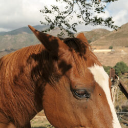 alma_isolina_artiste_photographe_bastia_Paris_bastia_artiste_photographe_P1000720 