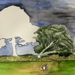 Le sycomore de Robin des Bois 