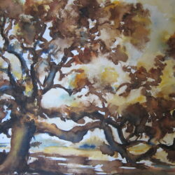 Aquarelle brou noix vieux chêne 