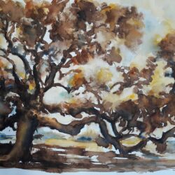 Le vieux Chêne- Lavis Brou de noix  Laurence SIARRY 