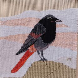 Rougequeue perché sur un rocher 