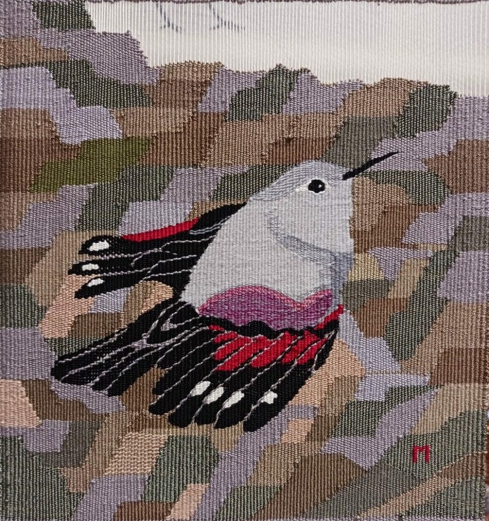 Tichodrome échelette