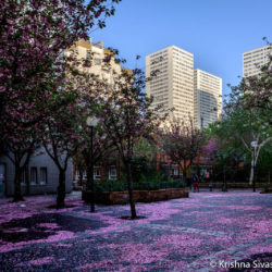 Paris XIII, Printemps 