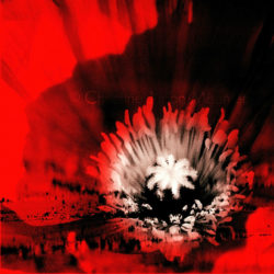 hallucination rouge pavot © 