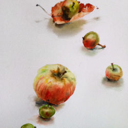 Aquarelle – Jeté de pommes 